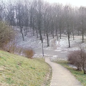 Inglewood Forest on Light Snow