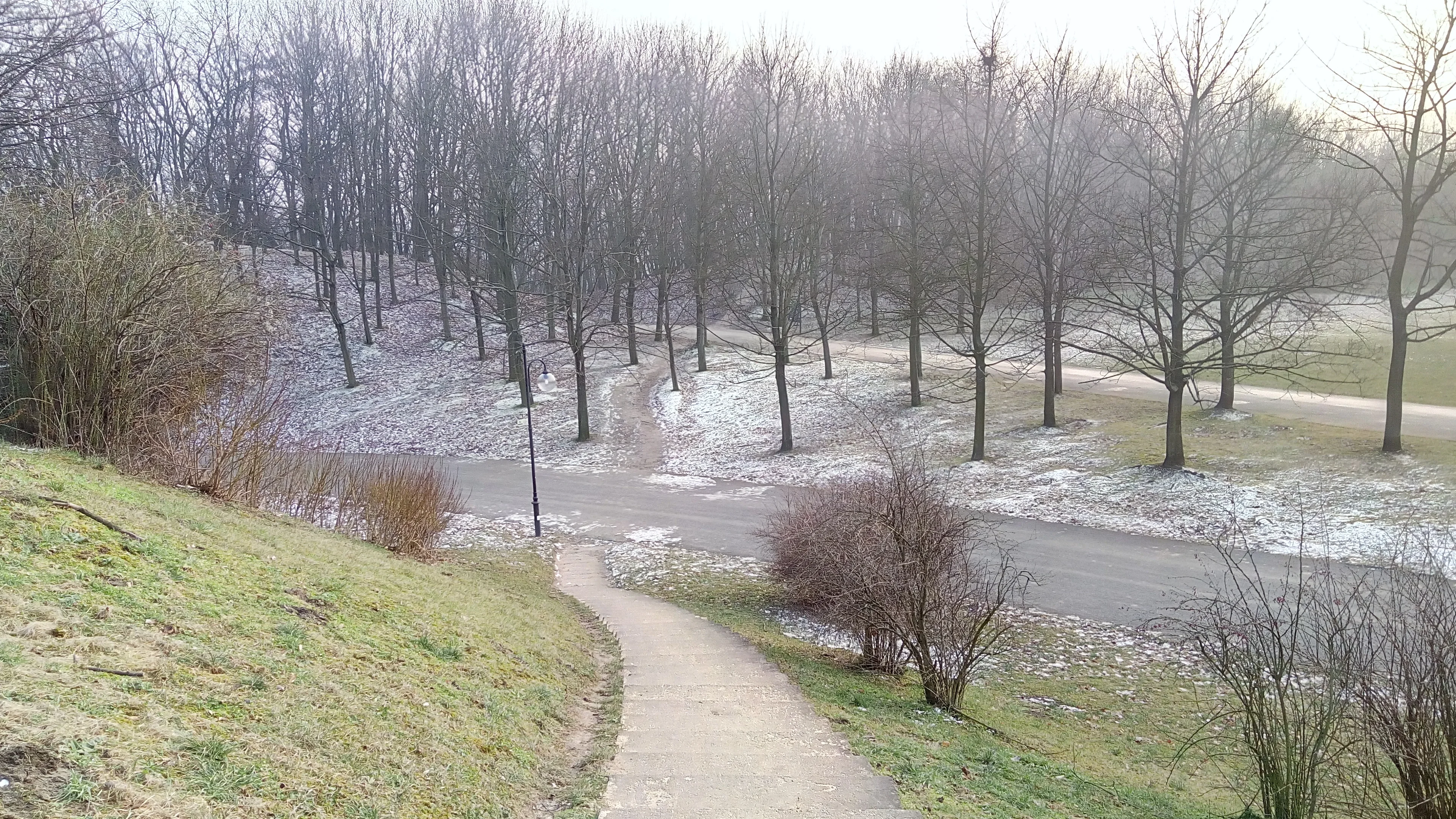 Inglewood Forest on Light Snow
