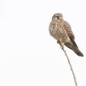 Wildlife Kestrel (Falco tinnunculus)