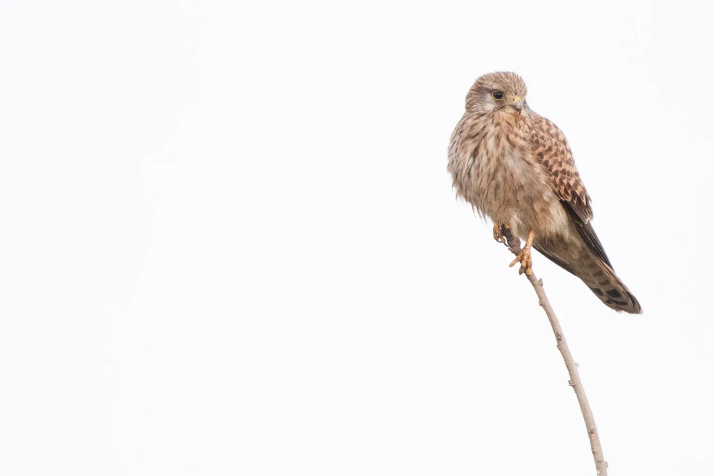 Wildlife Kestrel (Falco tinnunculus)