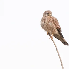 Wildlife Kestrel (Falco tinnunculus)