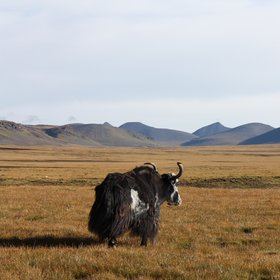 A lonely yak on the pastures of the Tibetan Plateau