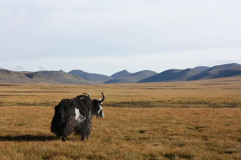 A lonely yak on the pastures of the Tibetan Plateau