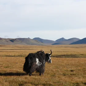 A lonely yak on the pastures of the Tibetan Plateau