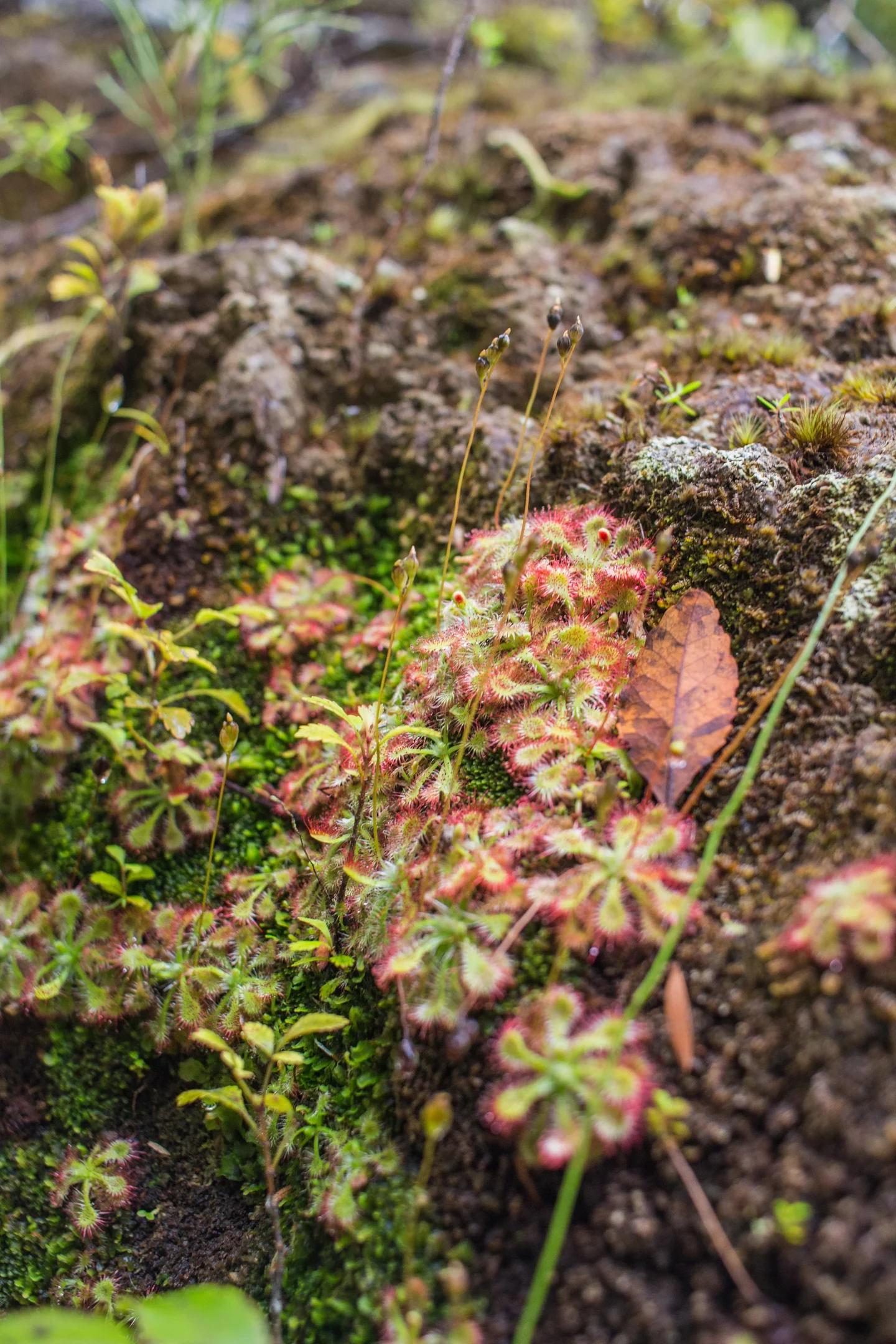 Drosera plant on Webb Creek Track