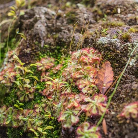 Drosera plant on Webb Creek Track