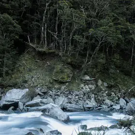 Beech forest near Rob Roy Glacier