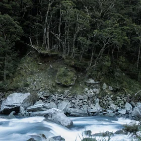 Beech forest near Rob Roy Glacier
