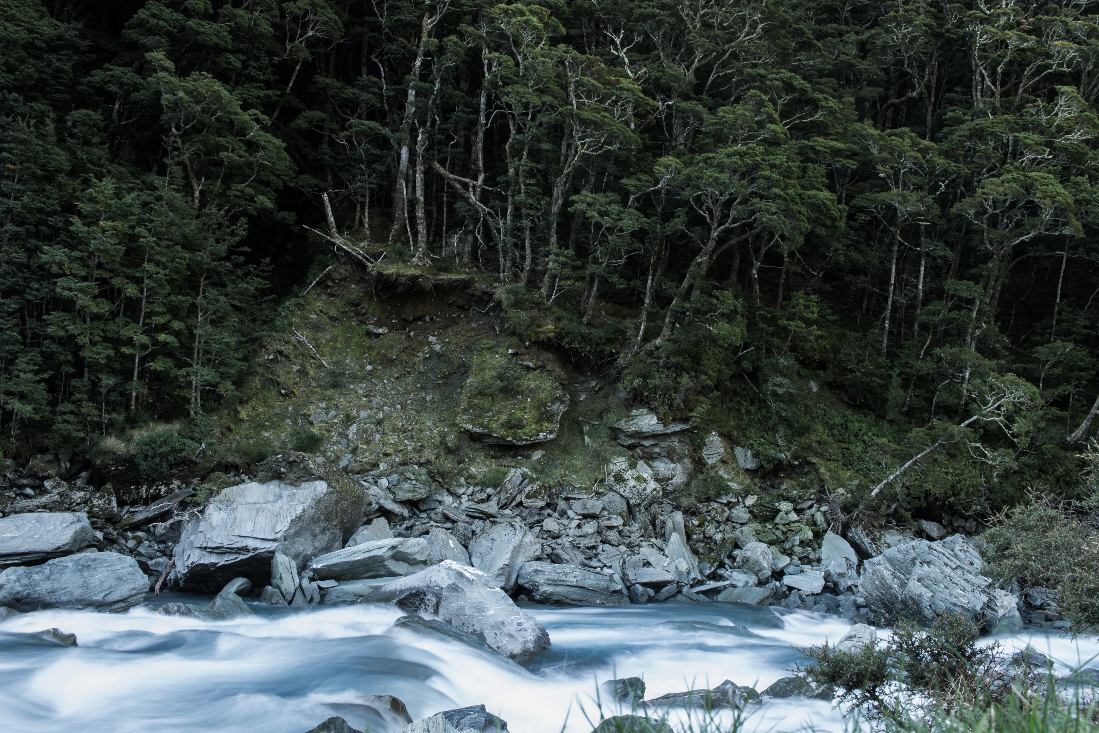 Beech forest near Rob Roy Glacier