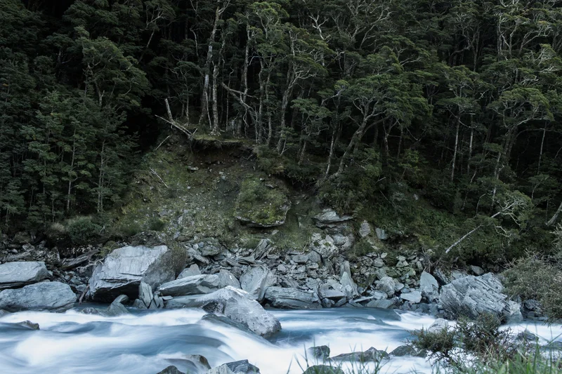 Beech forest near Rob Roy Glacier
