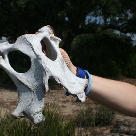 White mask found on the soil surface