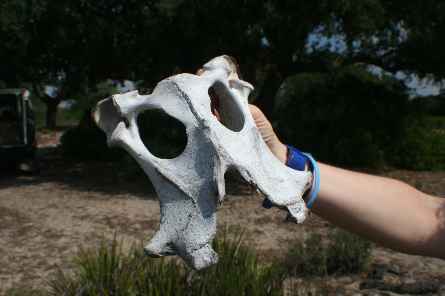 White mask found on the soil surface