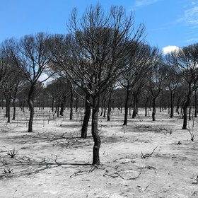 Dead landscape after a wildfire in Doñana National Park (SE Spain)
