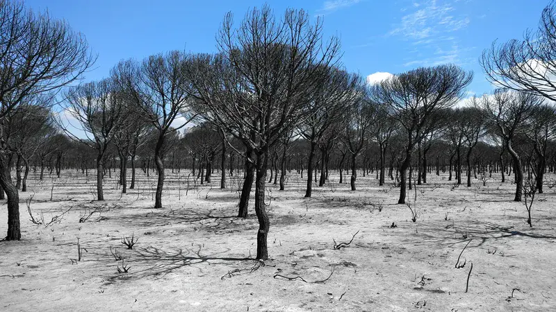 Dead landscape after a wildfire in Doñana National Park (SE Spain)