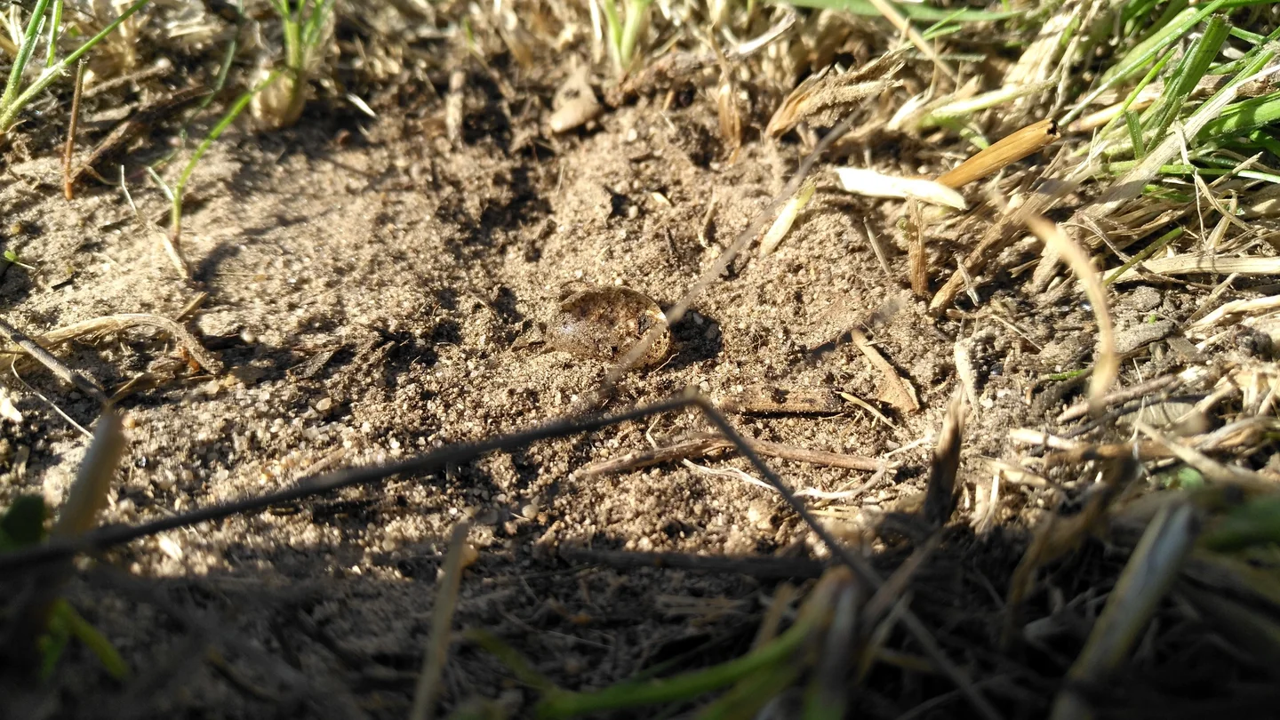 Drop resting on the surface of a water-repellent soil