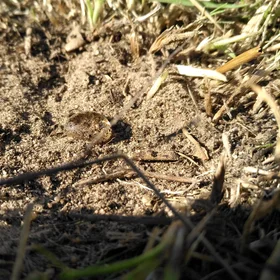 Drop resting on the surface of a water-repellent soil