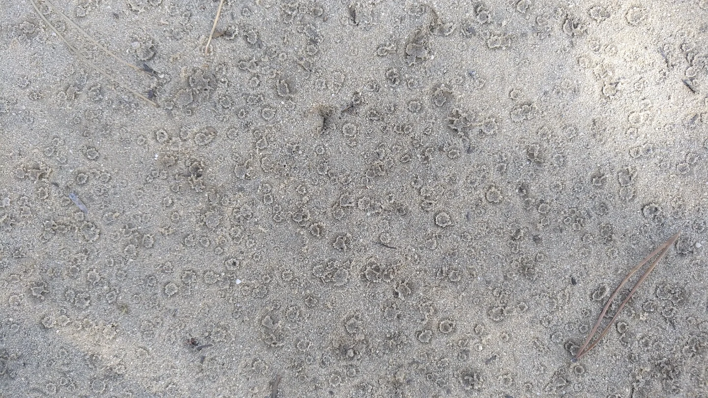Dripping dime size drops