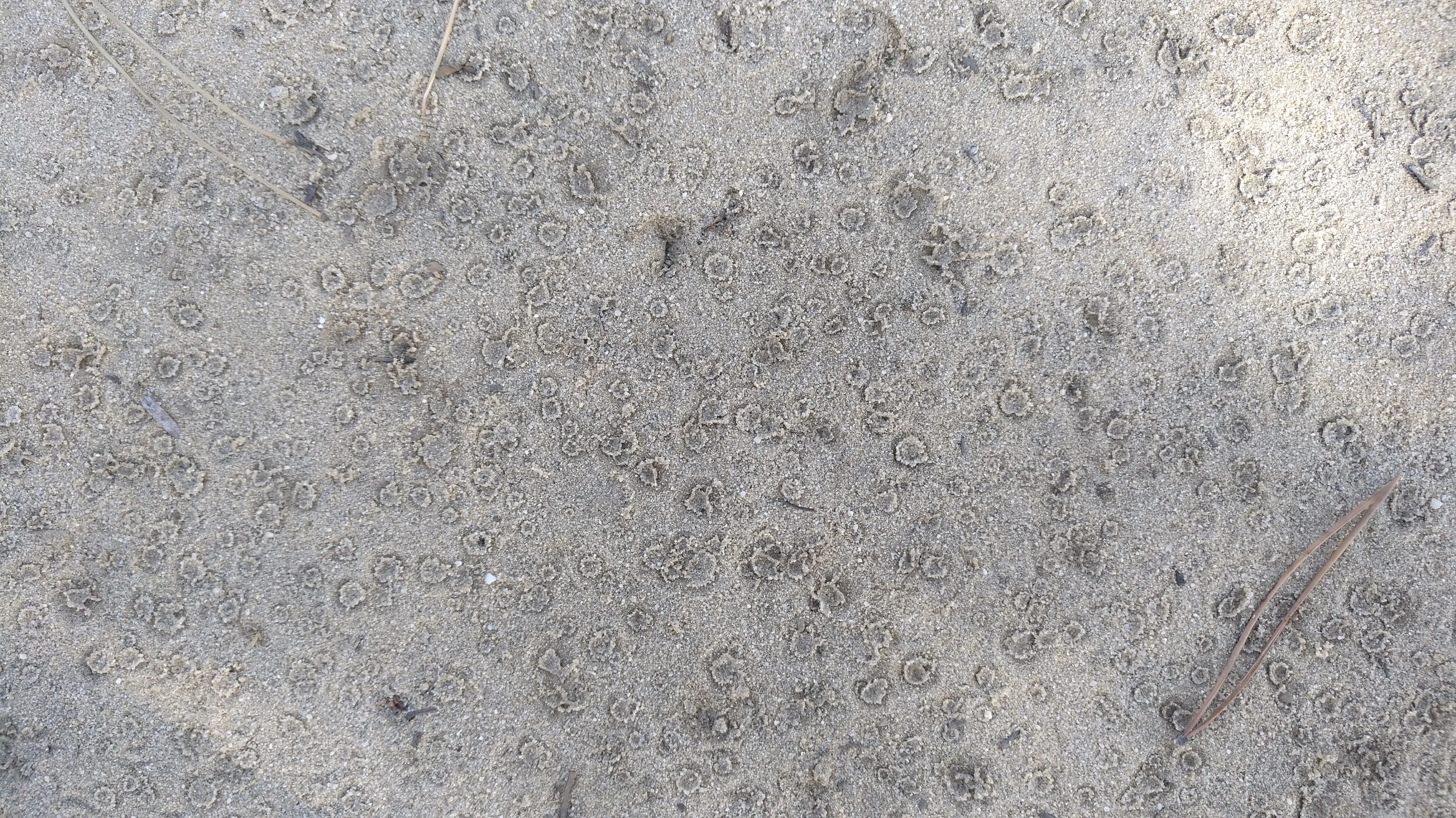 Dripping dime size drops