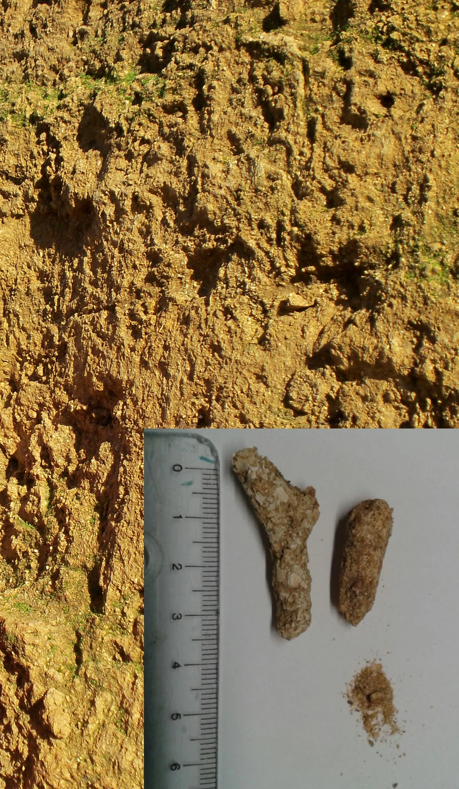 Agregados Biológicos.