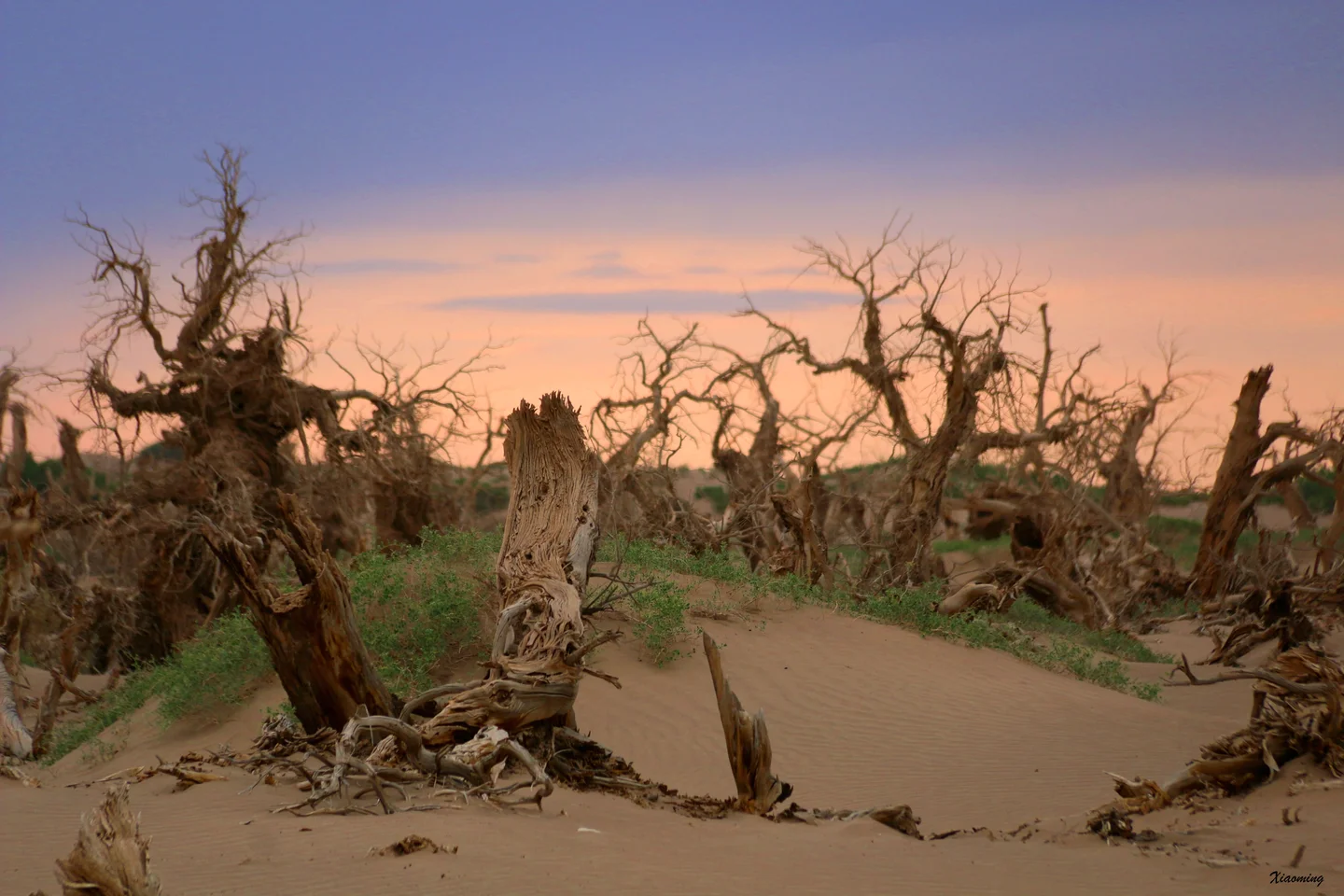 Desert poplar in Ejin, Alxa, Inner Mongolia, China