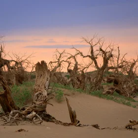 Desert poplar in Ejin, Alxa, Inner Mongolia, China