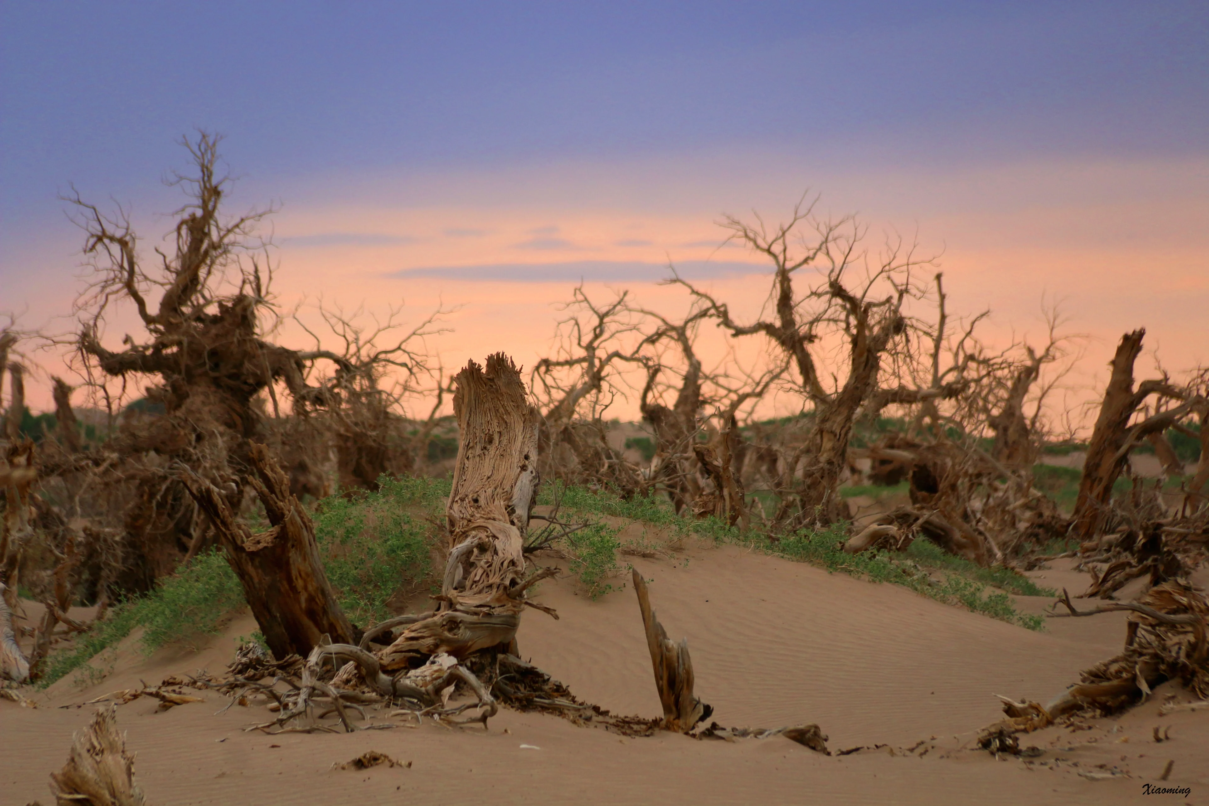Desert poplar in Ejin, Alxa, Inner Mongolia, China