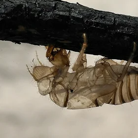 Ghost hanging over the burned ground