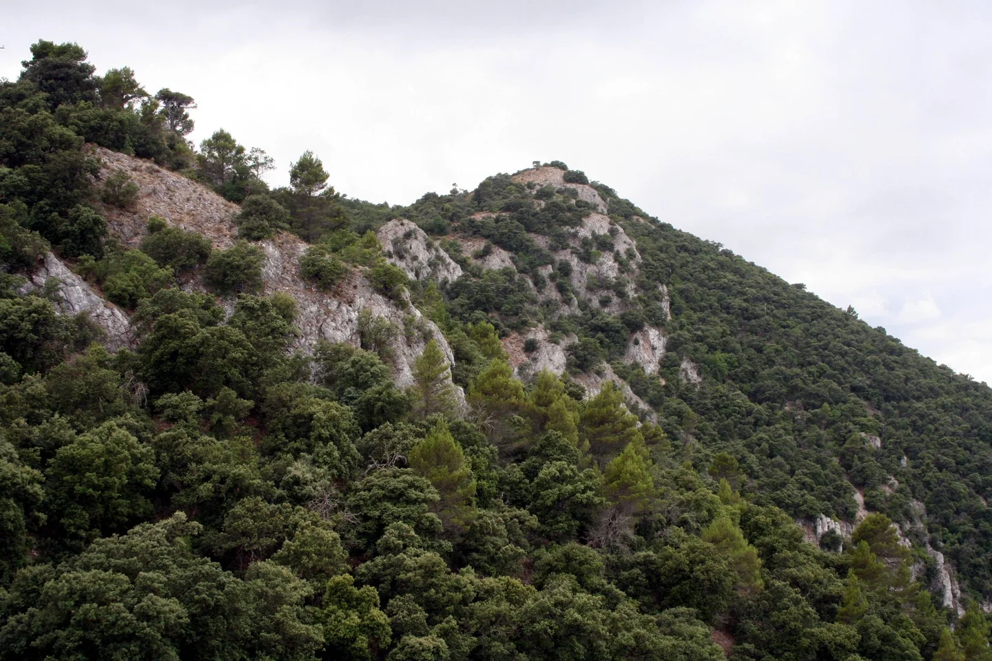 Mixed pine and oak forest on limestone crags