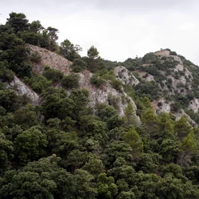 Mixed pine and oak forest on limestone crags