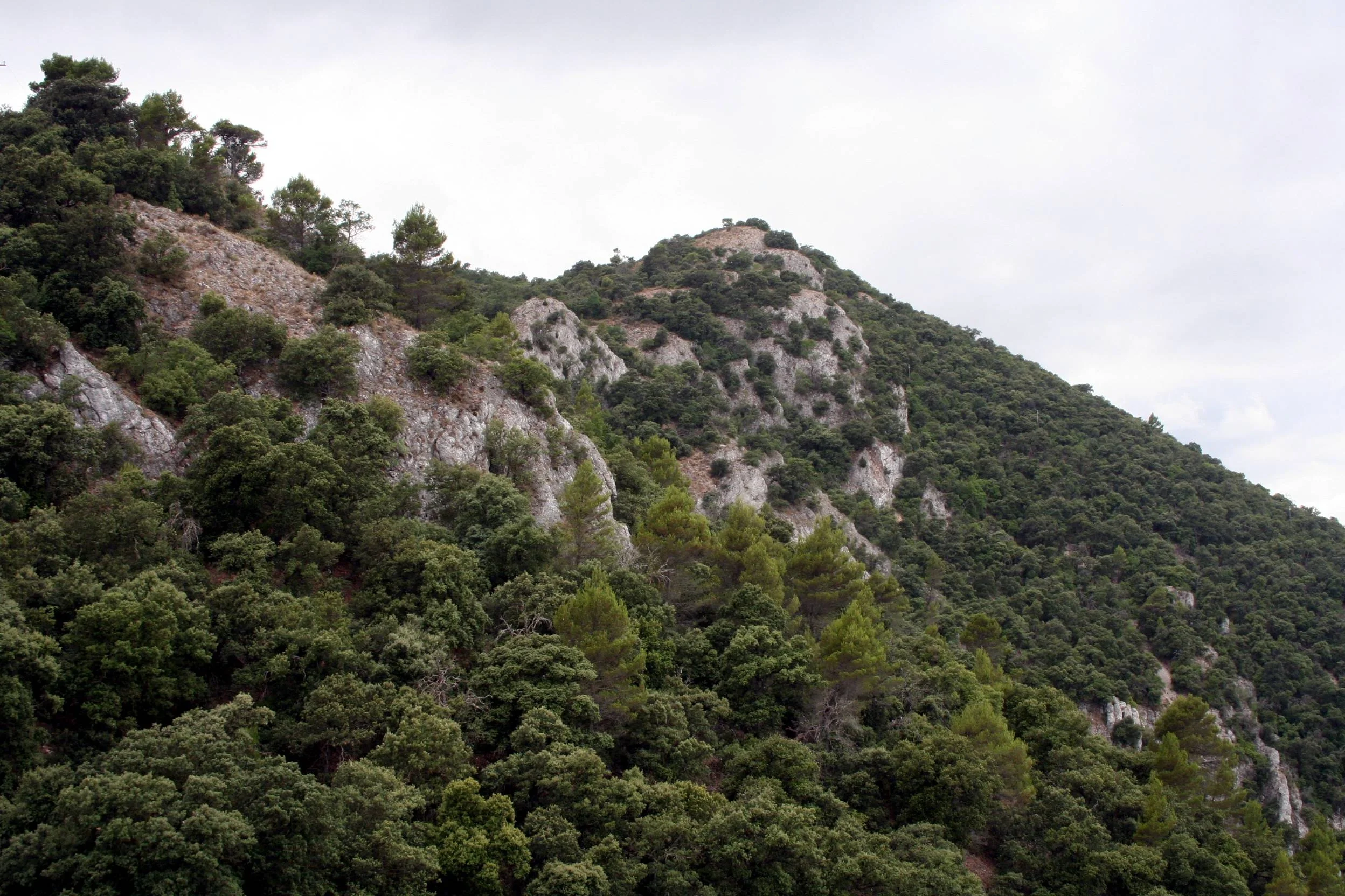 Mixed pine and oak forest on limestone crags