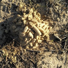 Earthworm casts at the soil surface in the Doñana National Park