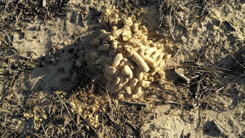 Earthworm casts at the soil surface in the Doñana National Park