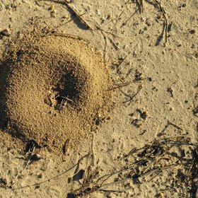 Entrance to an ant nest in the Doñana National Park