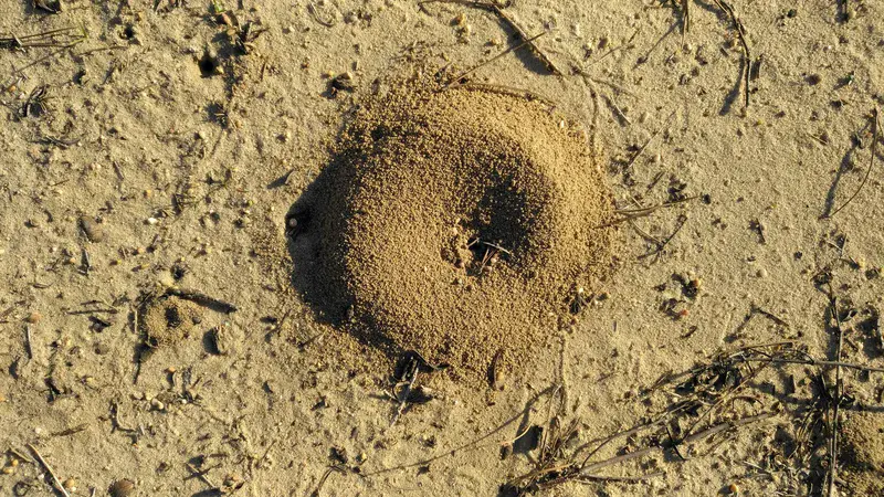 Entrance to an ant nest in the Doñana National Park