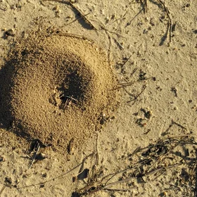 Entrance to an ant nest in the Doñana National Park