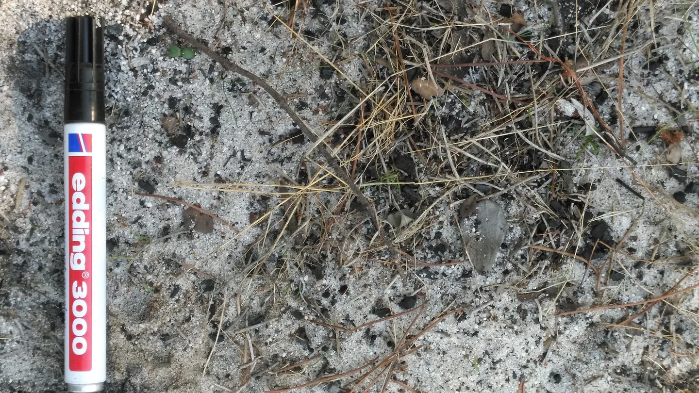 The surface of the water-repellent burned sandy soil I'm working with