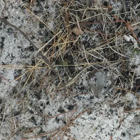The surface of the water-repellent burned sandy soil I'm working with