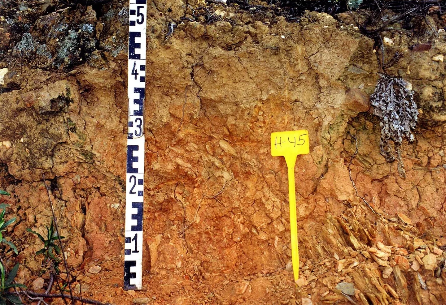 Leptic Cambisol on slates near Puebla de Guzmán (Huelva, southwestern Spain)