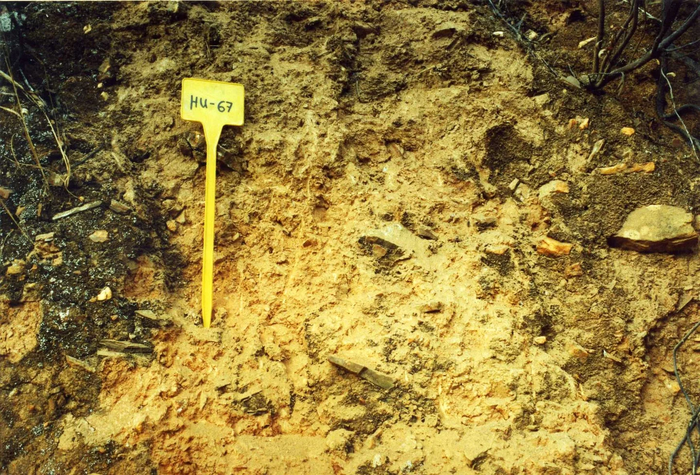 Humic Epileptic Regosol on slates near San Bartolomé de la Torre (Huelva, southwestern Spain)