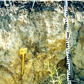 Eutric Epileptic Regosol on sandy sediments near the Piedras Reservoir (Huelva, southwestern Spain)