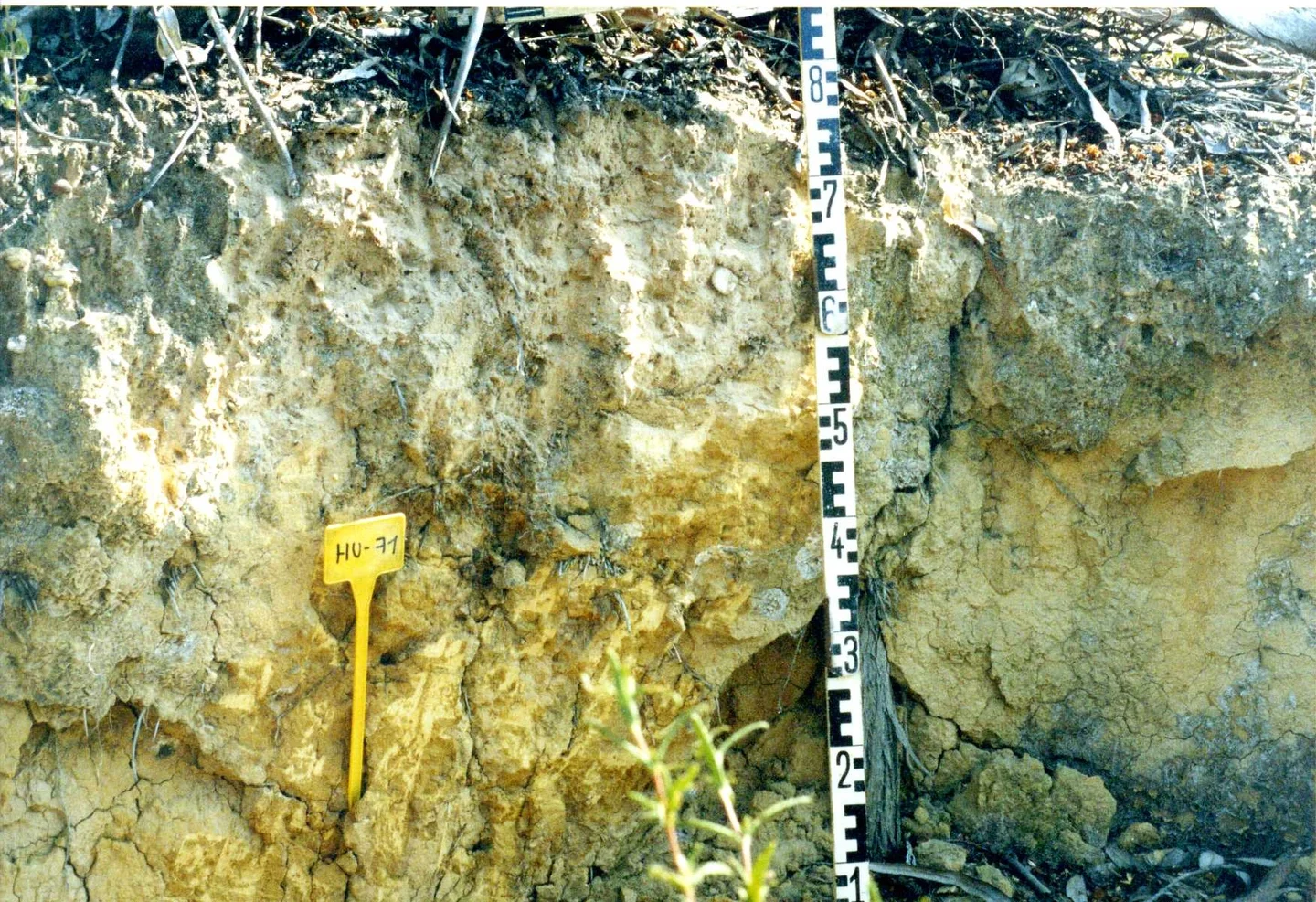Eutric Epileptic Regosol on sandy sediments near the Piedras Reservoir (Huelva, southwestern Spain)