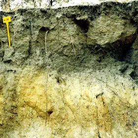 Arenic Eutric Regosol on slates near San Bartolomé de la Torre (Huelva, southwestern Spain)