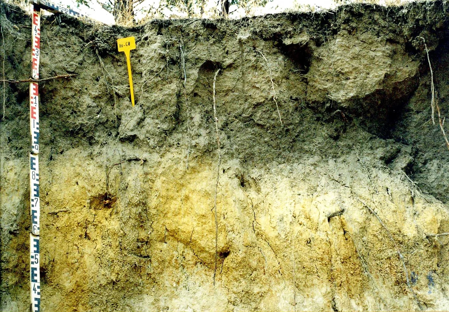 Arenic Eutric Regosol on slates near San Bartolomé de la Torre (Huelva, southwestern Spain)