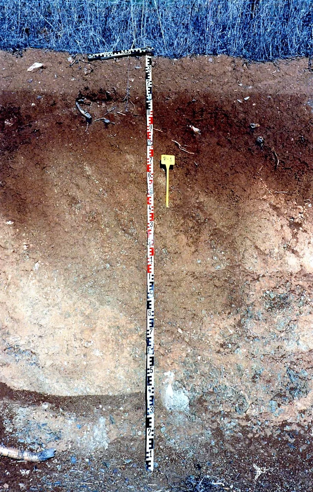 Calcic Luvisol on limestones near Rosal de la Frontera (Huelva, southwestern Spain)