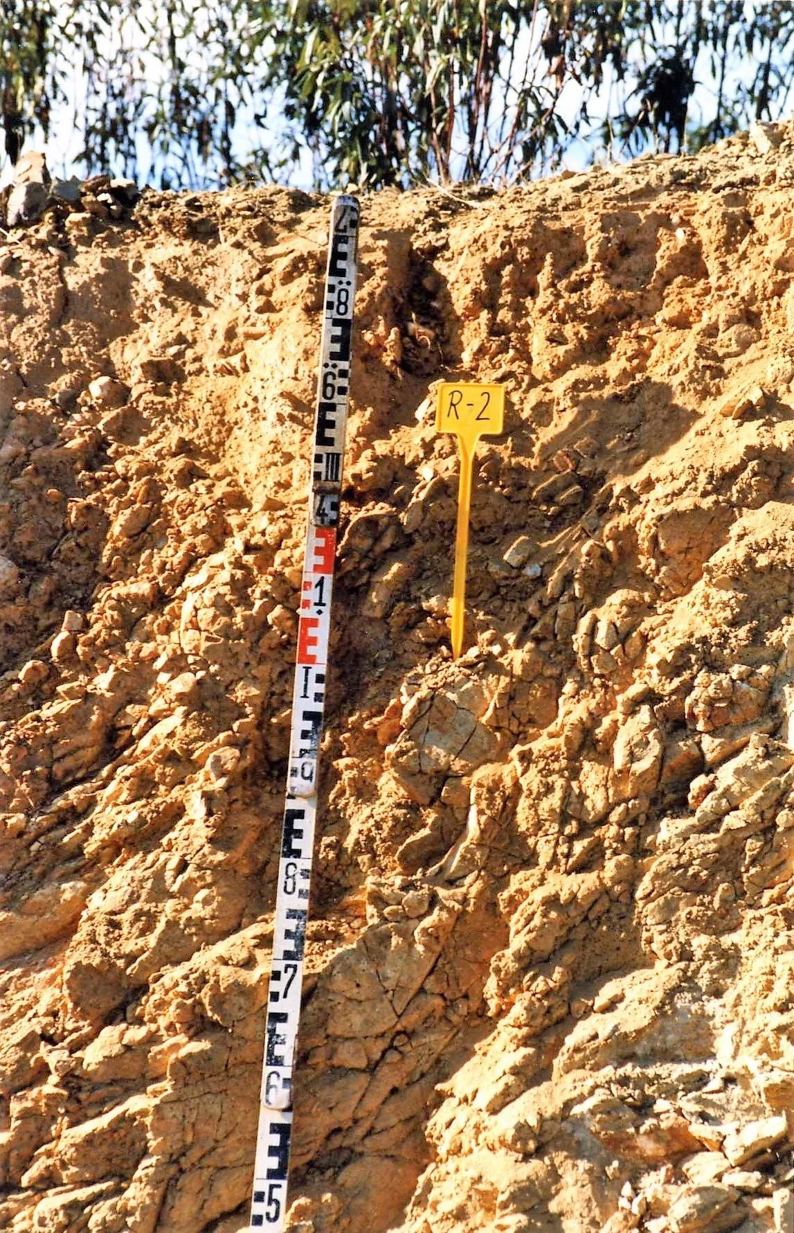 Dystric Lithic Leptosol on greywacke