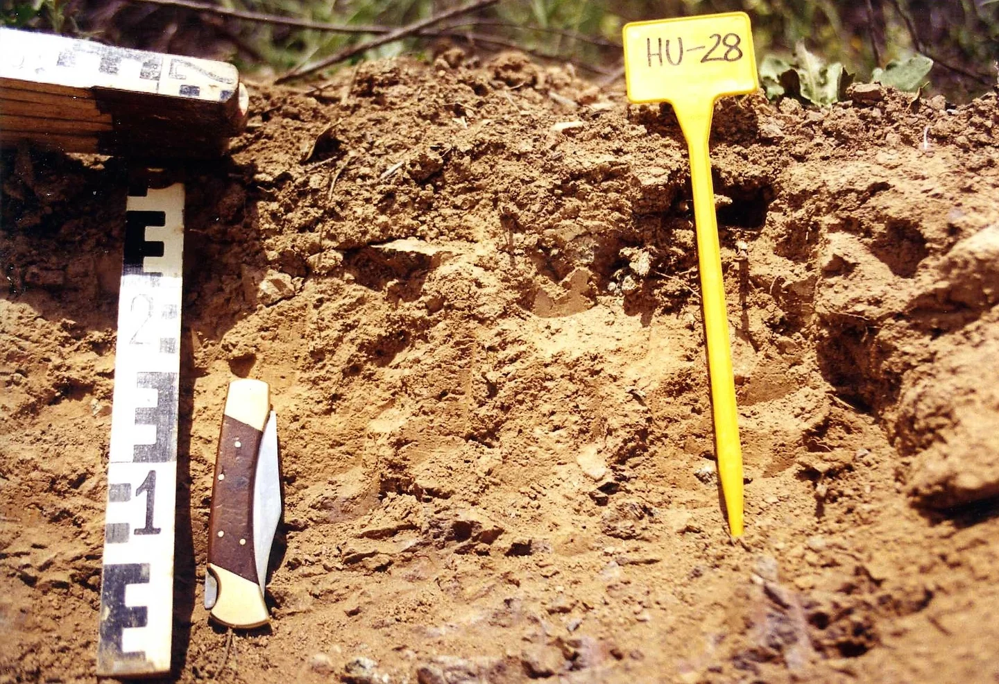 Dystric Epileptic Luvisol on dacites near Cabezas Rubias (Huelva, southwestern Spain)