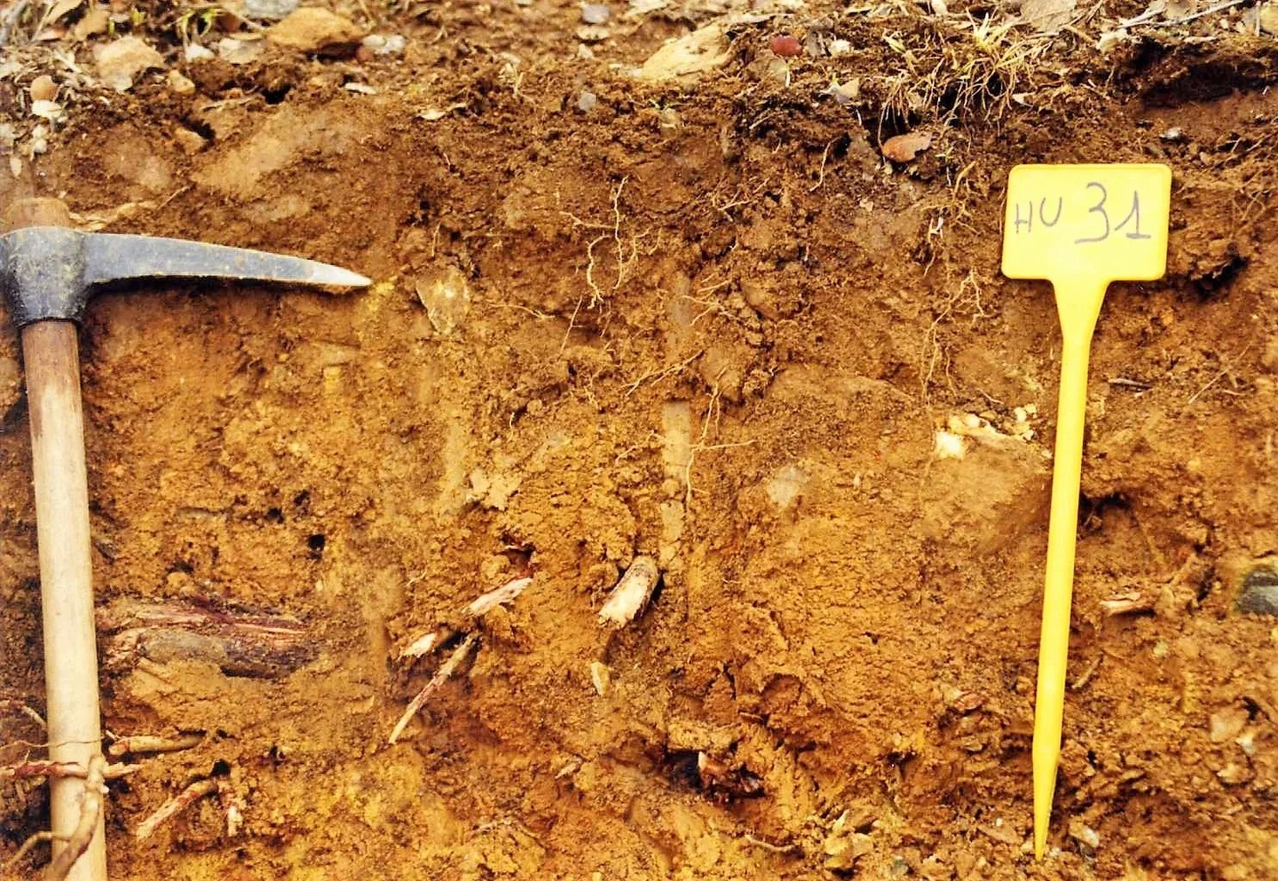 Dystric Epileptic Luvisol on andesite near El Cerro de Andévalo (Huelva, southwestern Spain)