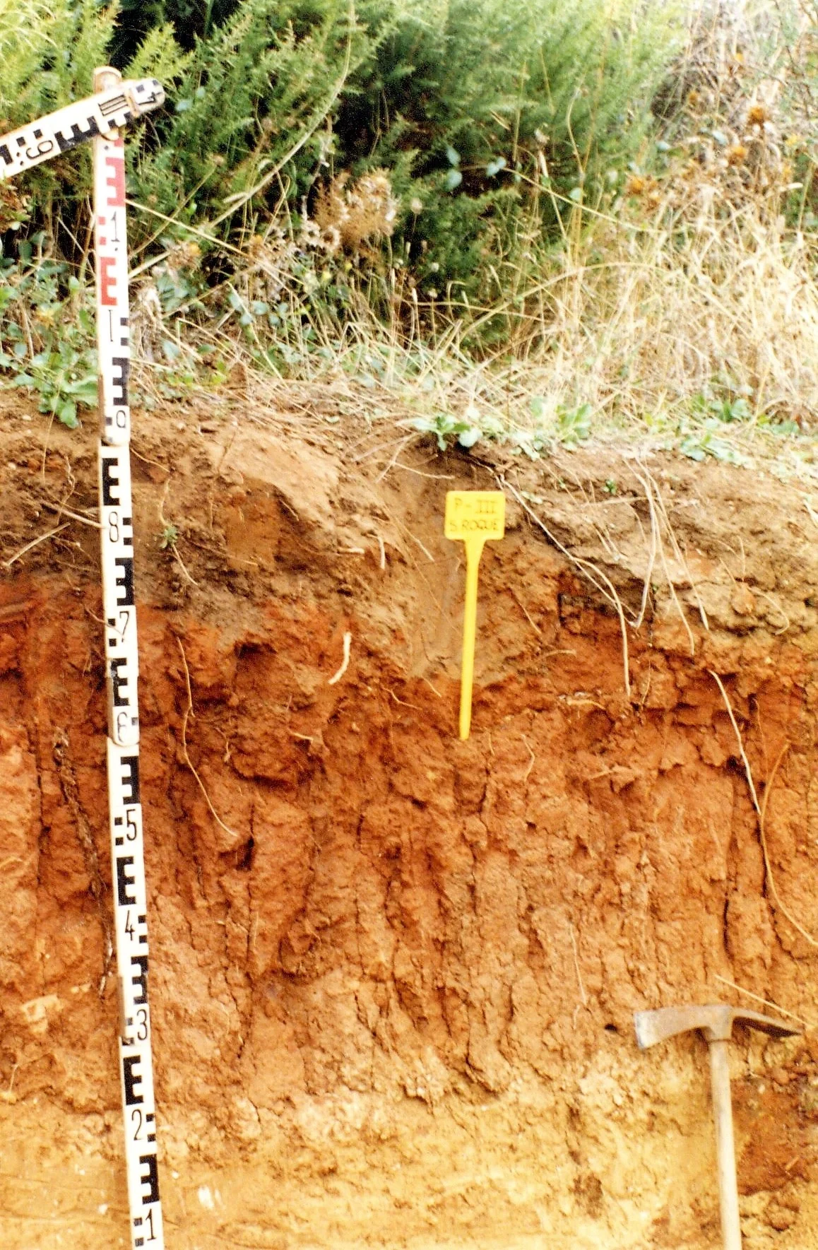 Luvic Calcisol on sands near Nuevo Guadiaro (Cádiz, southwestern Spain)