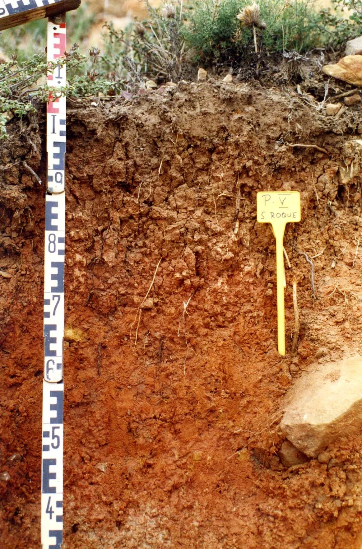 Gleyic Alisol on siliceous sandstone in Sierra del Arca (Cádiz, southwestern Spain)
