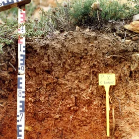 Gleyic Alisol on siliceous sandstone in Sierra del Arca (Cádiz, southwestern Spain)